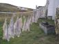 Codfish Drying On A Line