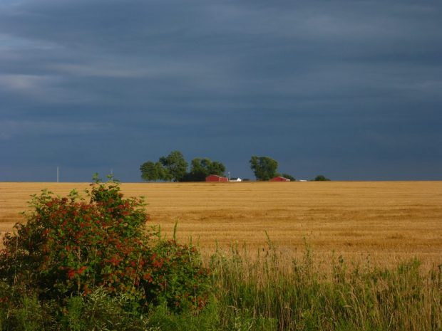 An image of a farm field landscape in the Beachville Region