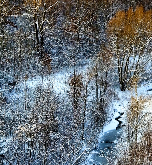 A coloured photograph showing a tangle of snowy trees and partially frozen creek at the end of Fall.