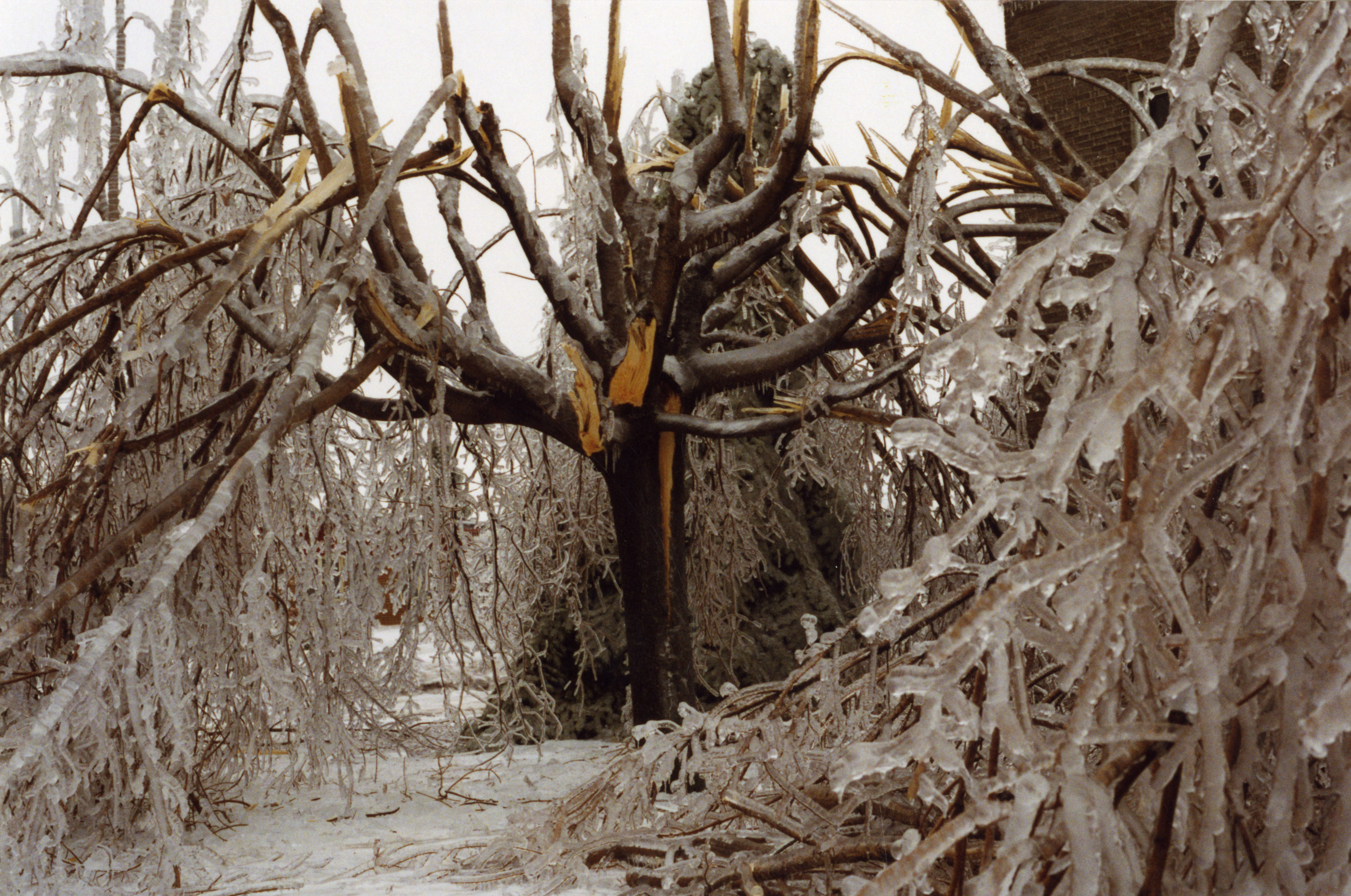 The volume of the branches tripled because of ice and then break.