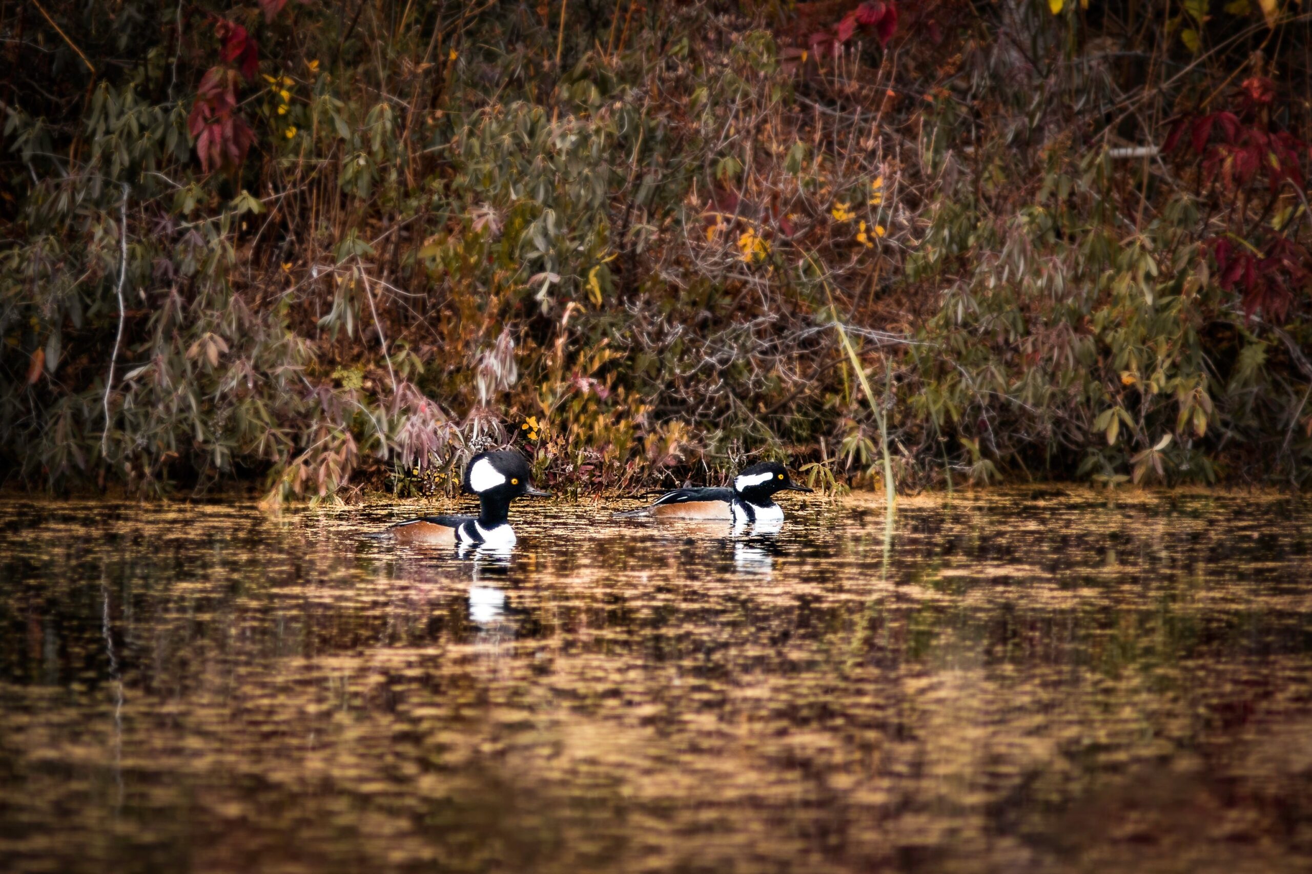 Two mergansers (ducks) on the water.