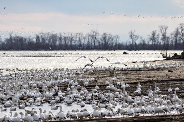 Flocks of snow geese on the riverbank.