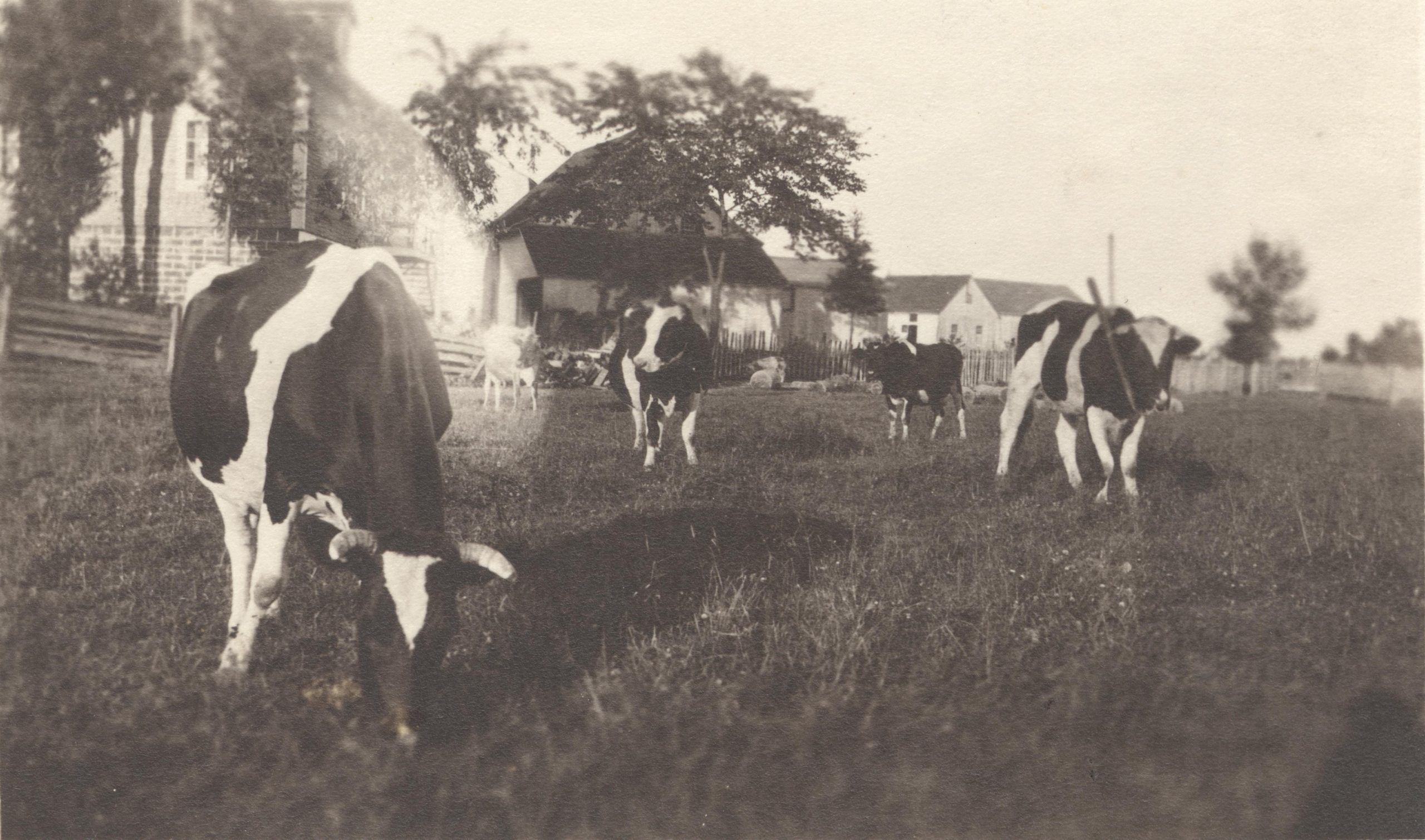 Black and white photo of cows in a pasture.