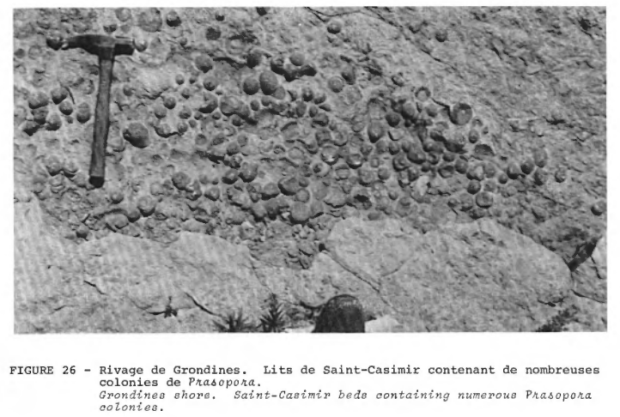 Extract from a geological report showing a photo of fossils.