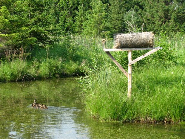 Nesting box on the edge of a pond.