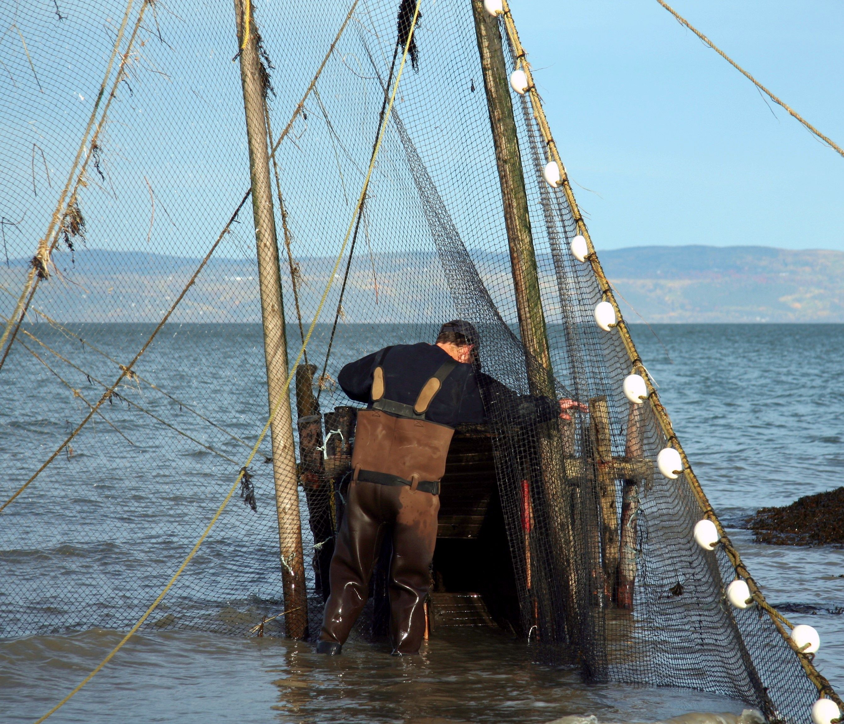 With his back to the photographer, a man wearing boot-foot waders looks at the top of the first funnel (ansillon) of an eel trap. Standing in water to above his ankles, he pushes a fishing net aside with his right hand. Mountains can be seen in the background.