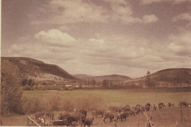 Cattle walking into the range with mountains in background