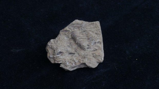 A trilobite fossil in matrix, resting against a black background.