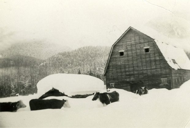 A black-and-white photograph of a snowy scene at a farm. The roofs' of two buildings, one a barn and the other much smaller, are covered in snow. Cows tread through the snow. Snow covered trees are in the background.