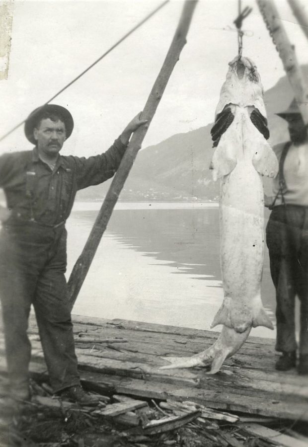 In this black-and-white photograph a man poses by a large sturgeon fish hanging from some poles. Another man stands behind the fish. They are standing on a wood pile by the water. A faded mountain is in the background.