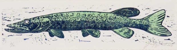 Print showing the side view of a pike on a white background.