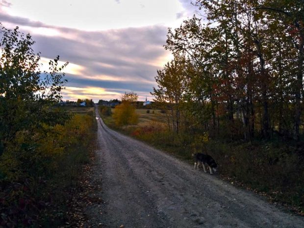 Distant view of a rural village from a country lane, in autumn, at the end of the day. We see a dog in the foreground.